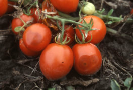 Antraknosinfekterad tomatborste