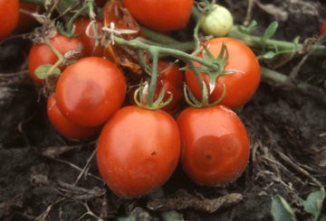 Cepillo de tomate infectado con antracnosis