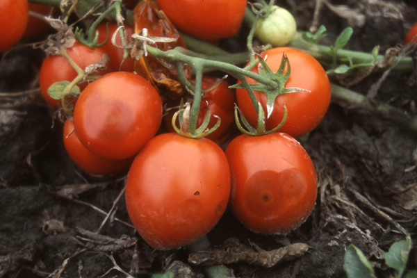 Cepillo de tomate infectado con antracnosis