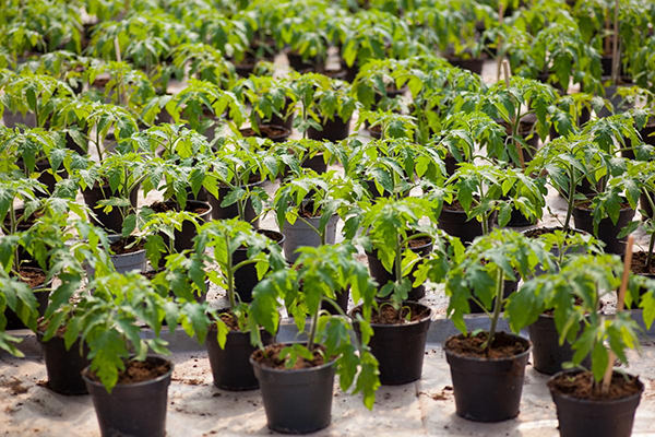 Plántulas de tomate en macetas