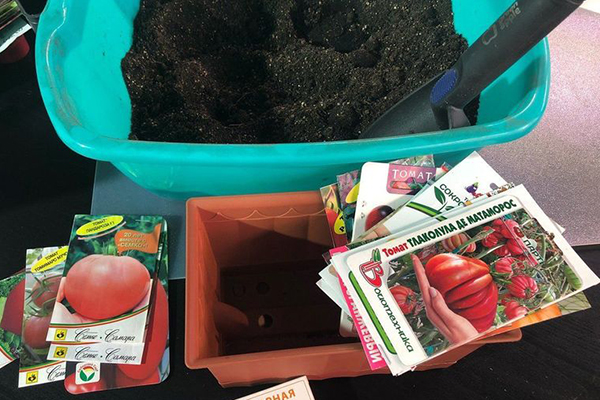 Tomatfrön innan plantering för plantor