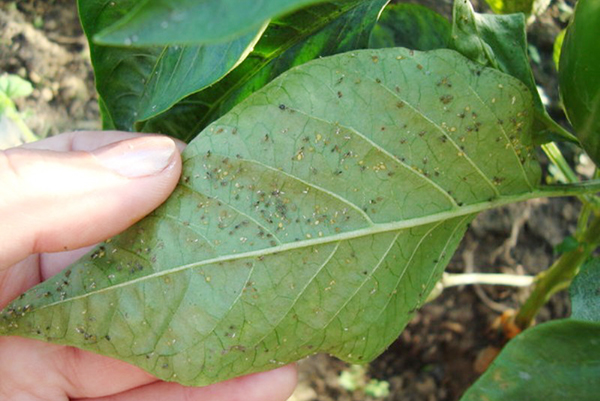 Pulgones en una hoja de pimiento