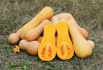 Pompoen butternut