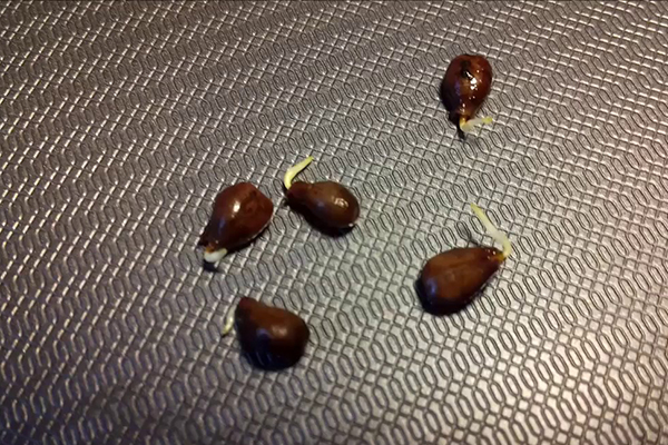 Sprouted grape seeds
