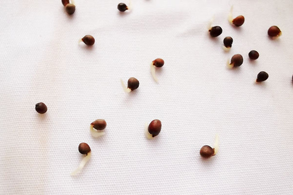 Semințele de varză încolțite