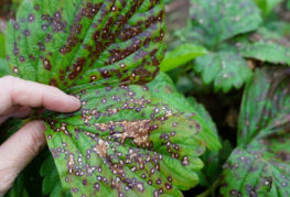 Manifestations of anthracnose on strawberry leaves