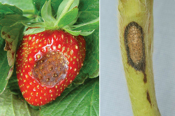 Signs of strawberry anthracnose