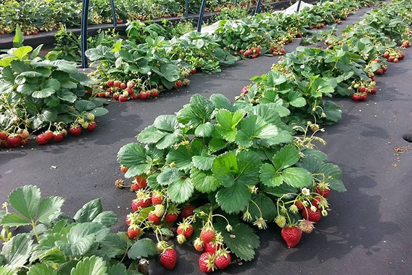 Strawberry beds