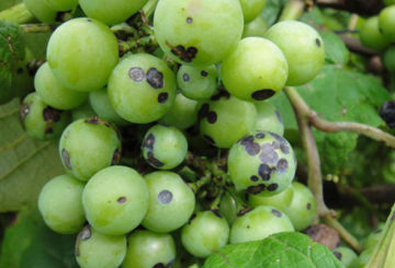 Manifestaciones de antracnosis en uvas.