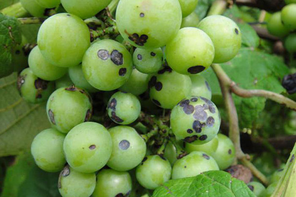 Manifestaciones de antracnosis en uvas.