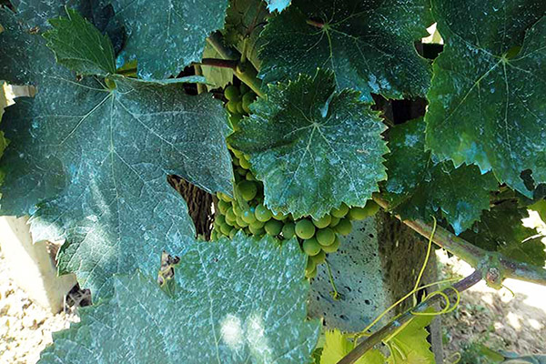 Uvas después de rociar con líquido de Burdeos.