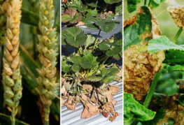 Fusarium symptoms on different plants