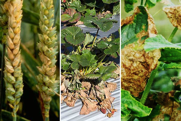 Síntomas de Fusarium en diferentes plantas.