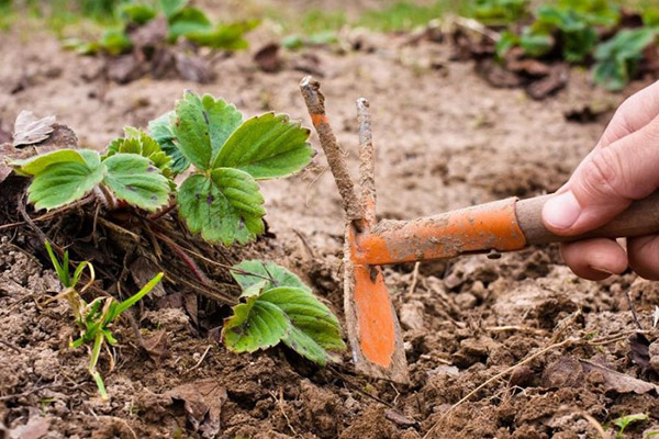 Aflojar la tierra en el jardín de fresas