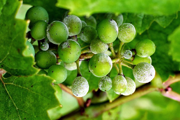 A bunch of grapes affected by downy mildew