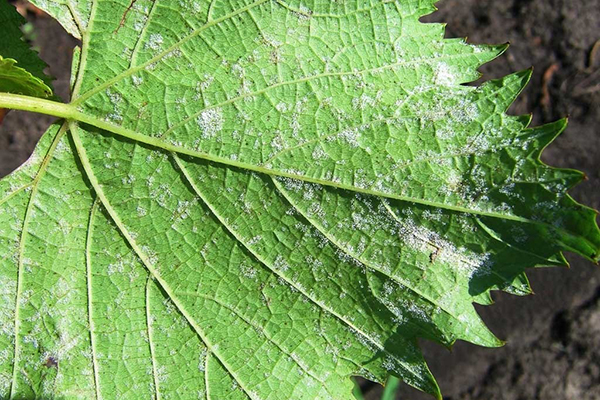 Mildew grape symptoms