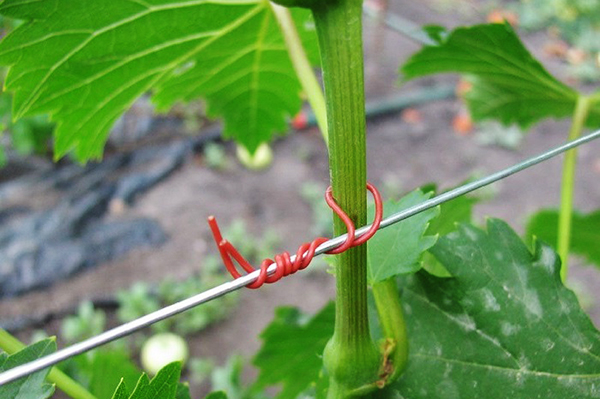 Garter of young grapes