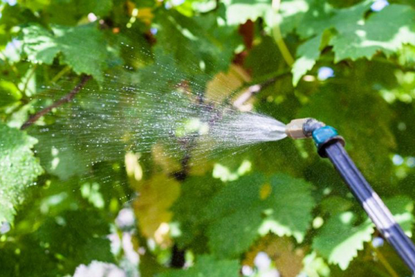 Spraying the vineyard