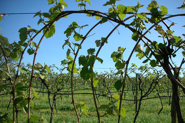 Young vineyard