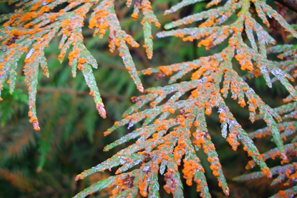 Roest op thuja