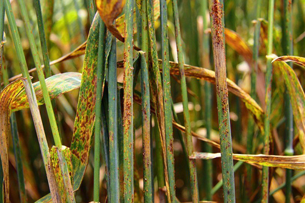 Rust of cereals