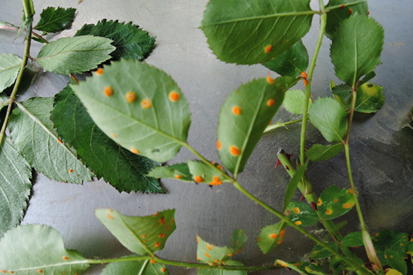 Rust on rose leaves