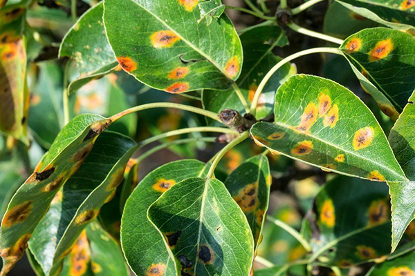 Rust on pears