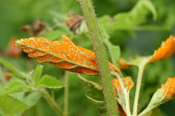 Raspberry rust