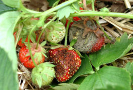 Síntomas de podredumbre gris en fresas