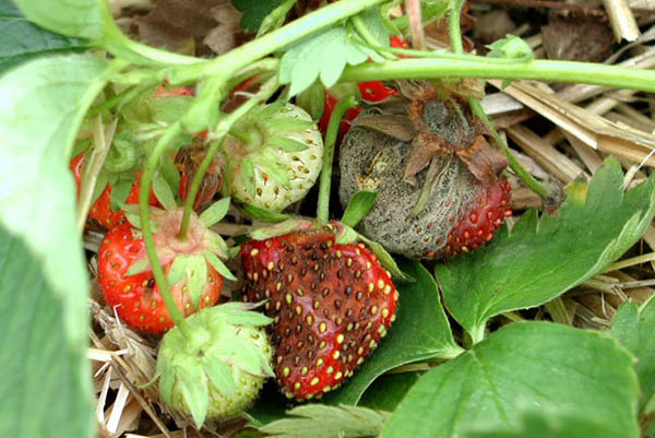 Symptoms of gray rot on strawberries