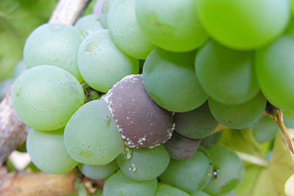 A bunch of grapes with signs of gray rot