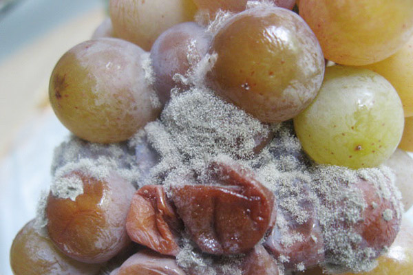 Gray rot on grapes