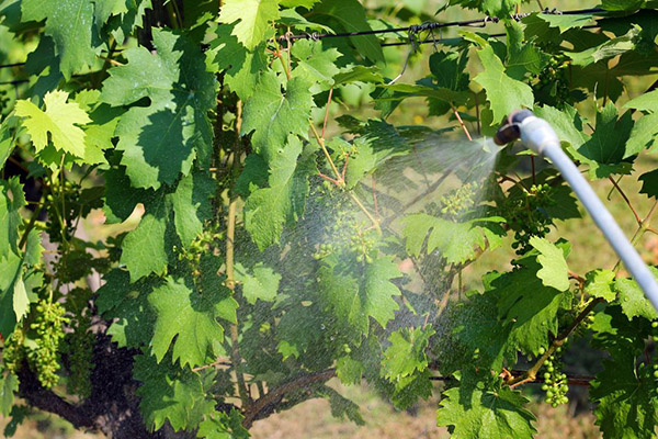 Spraying grapes