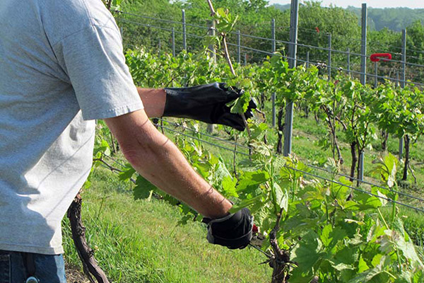 Pruning grapes