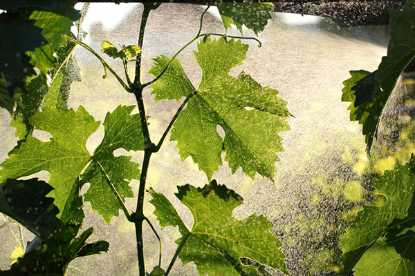 Spraying the vine