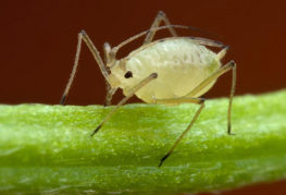 White aphid