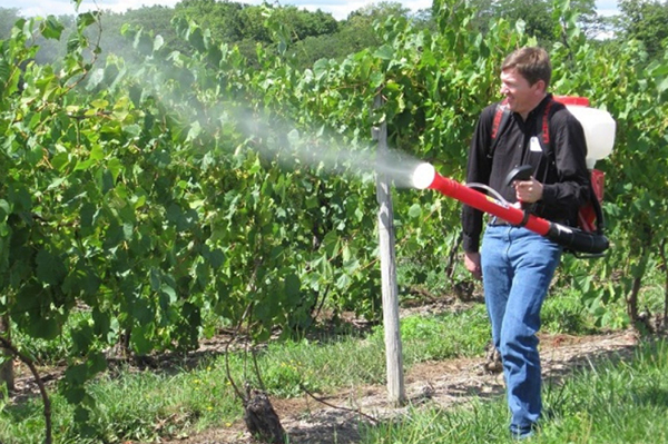 Spraying grapes