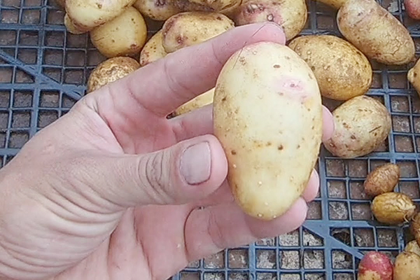 Young potatoes grown from seeds