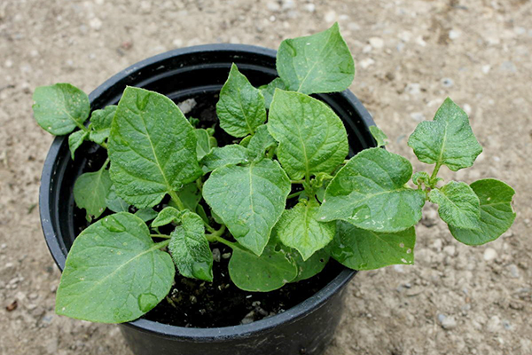 Potato seedling in a pot