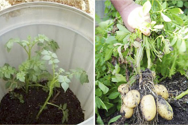 Growing potatoes in a bucket