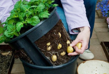 Verzameling van aardappelen geteeld in een emmer