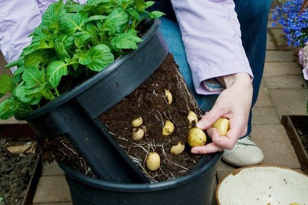 Collection of potatoes grown in a bucket