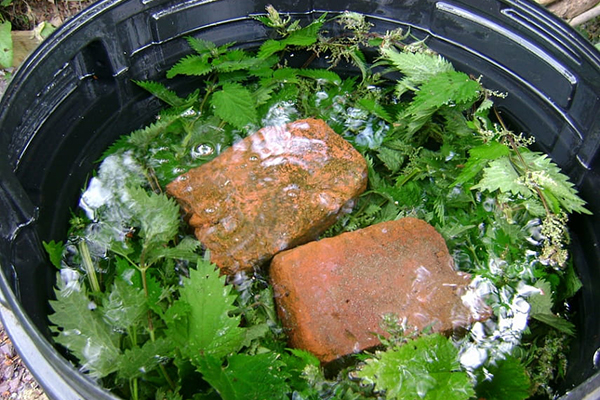 Infusión de ortiga para cocinar