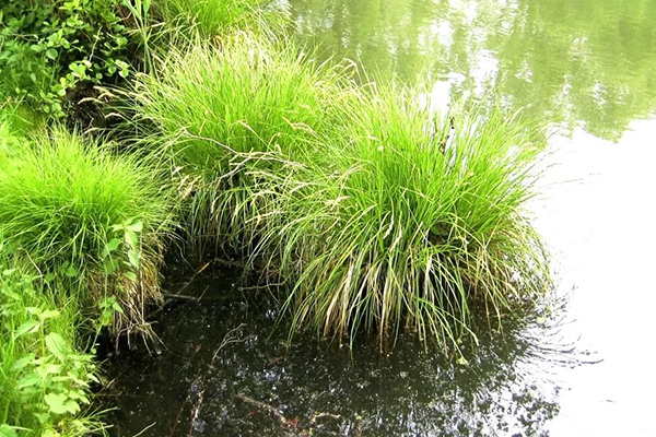 Zegge bij het reservoir