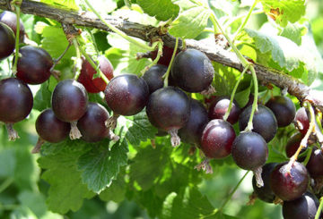 Rama de Yoshta con frutas