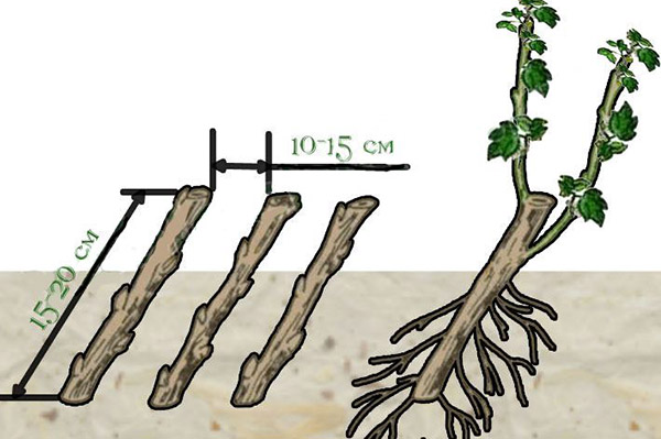 Planteringsschema för yoshta-sticklingar