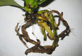 Orchid root rot