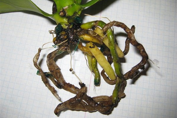 Orchid root rot