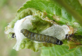 Leafworm caterpillar