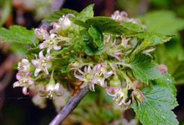 Manifestations of terry black currant